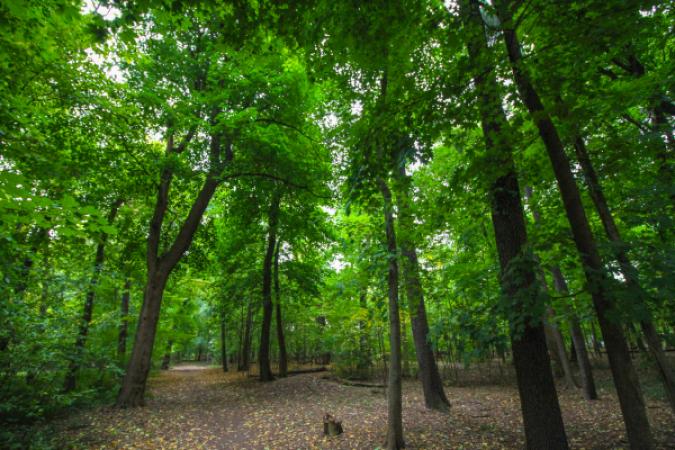Burton Woods