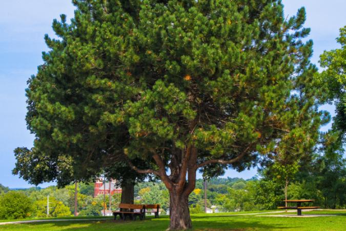 Reservoir Park