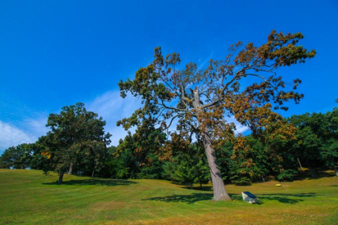 Richmond Park Trail