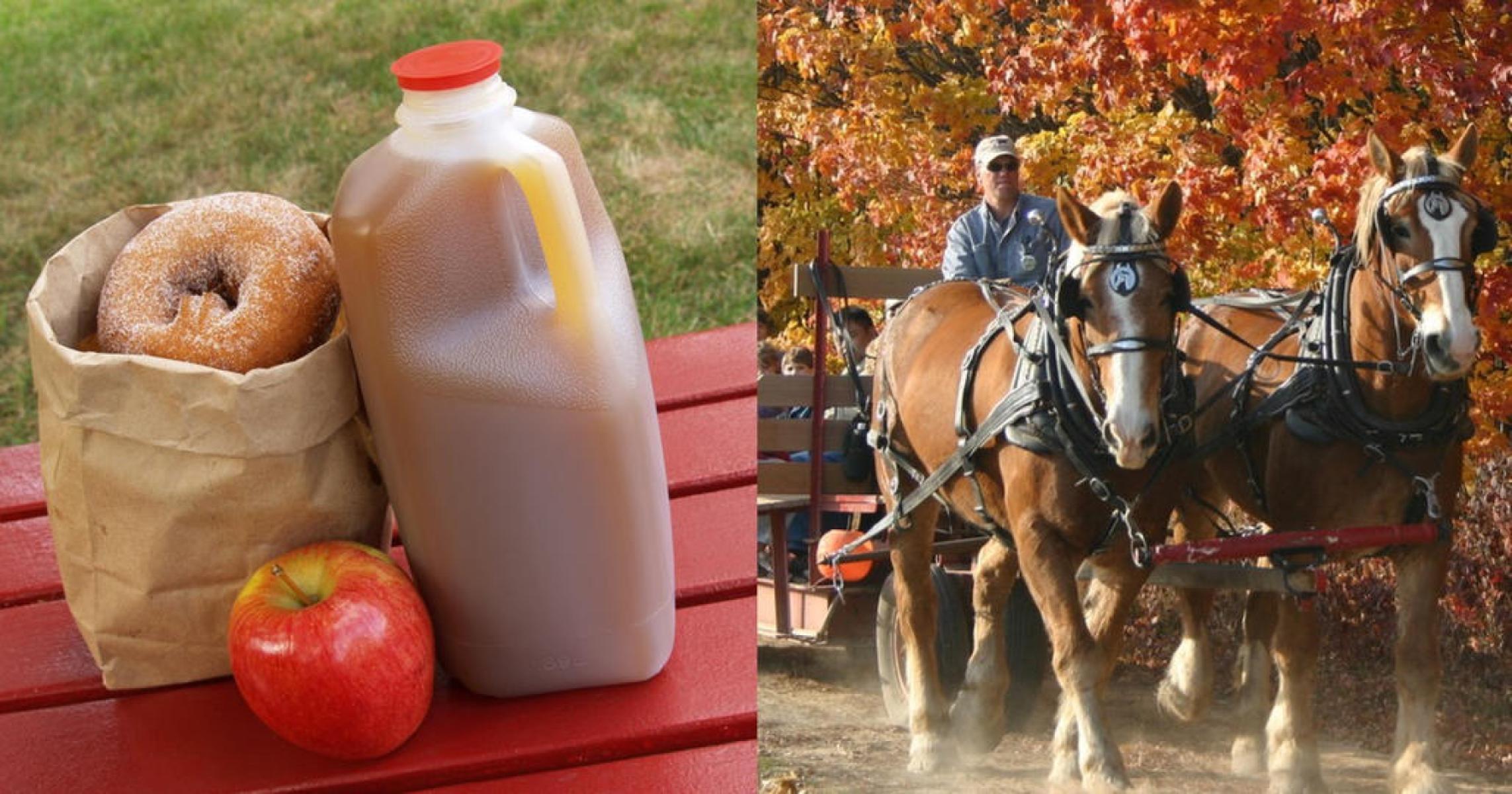FALL in Love With West Michigan’s Fruit Ridge