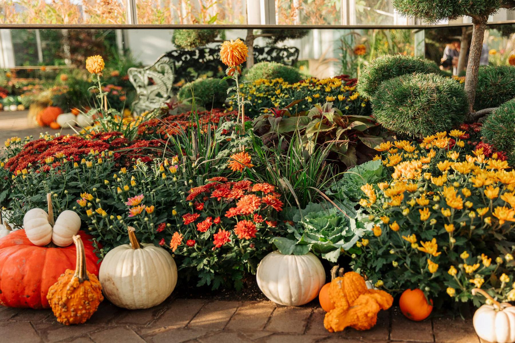 Mums at Meijer Gardens