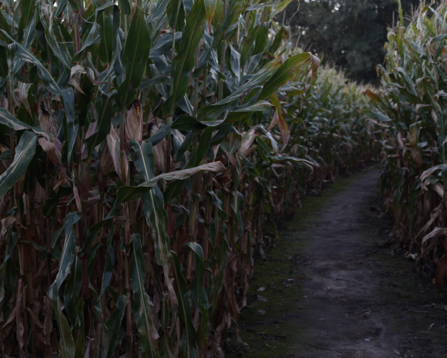 Haunted Corn Maze