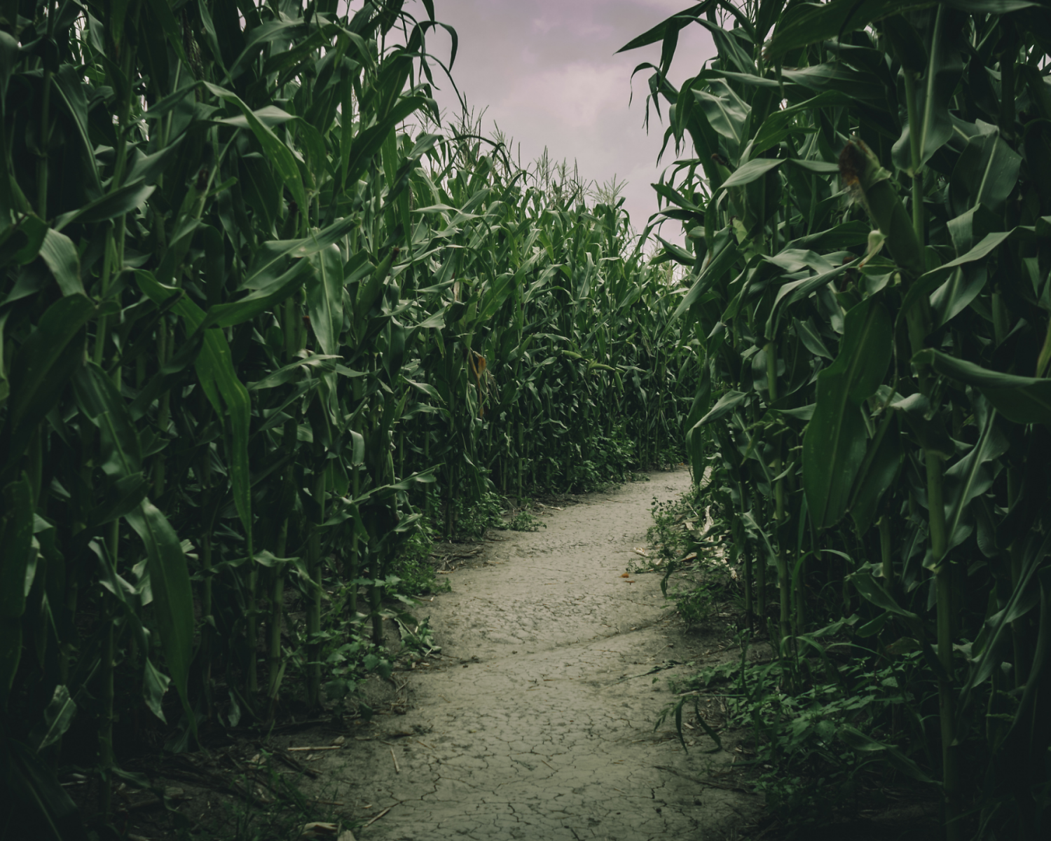 New Salem Corn Maze