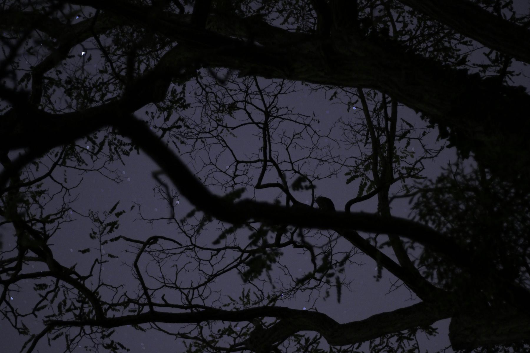 Spooky Forest