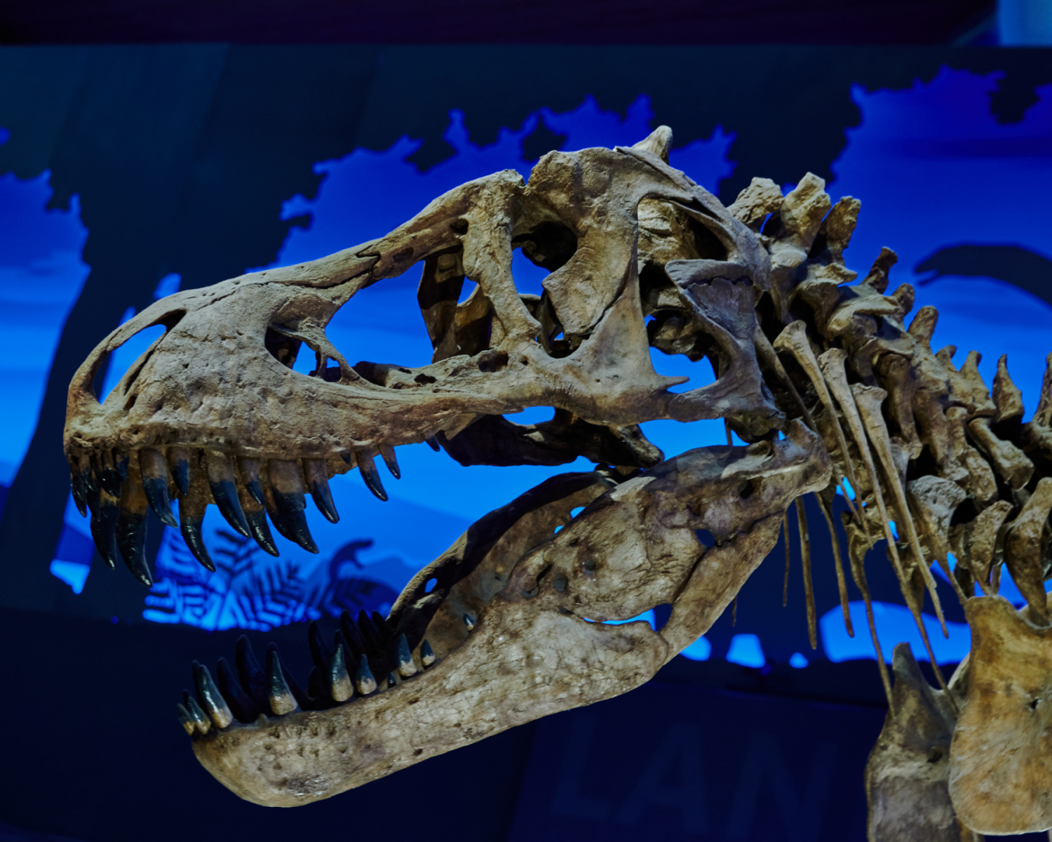 Tyrannosaurs: Meet the Family
