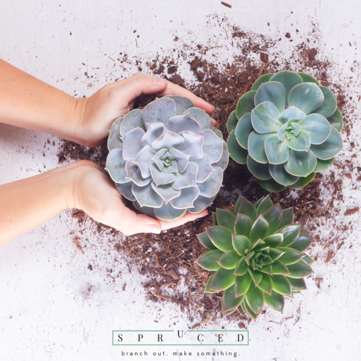 Sips & Succulents