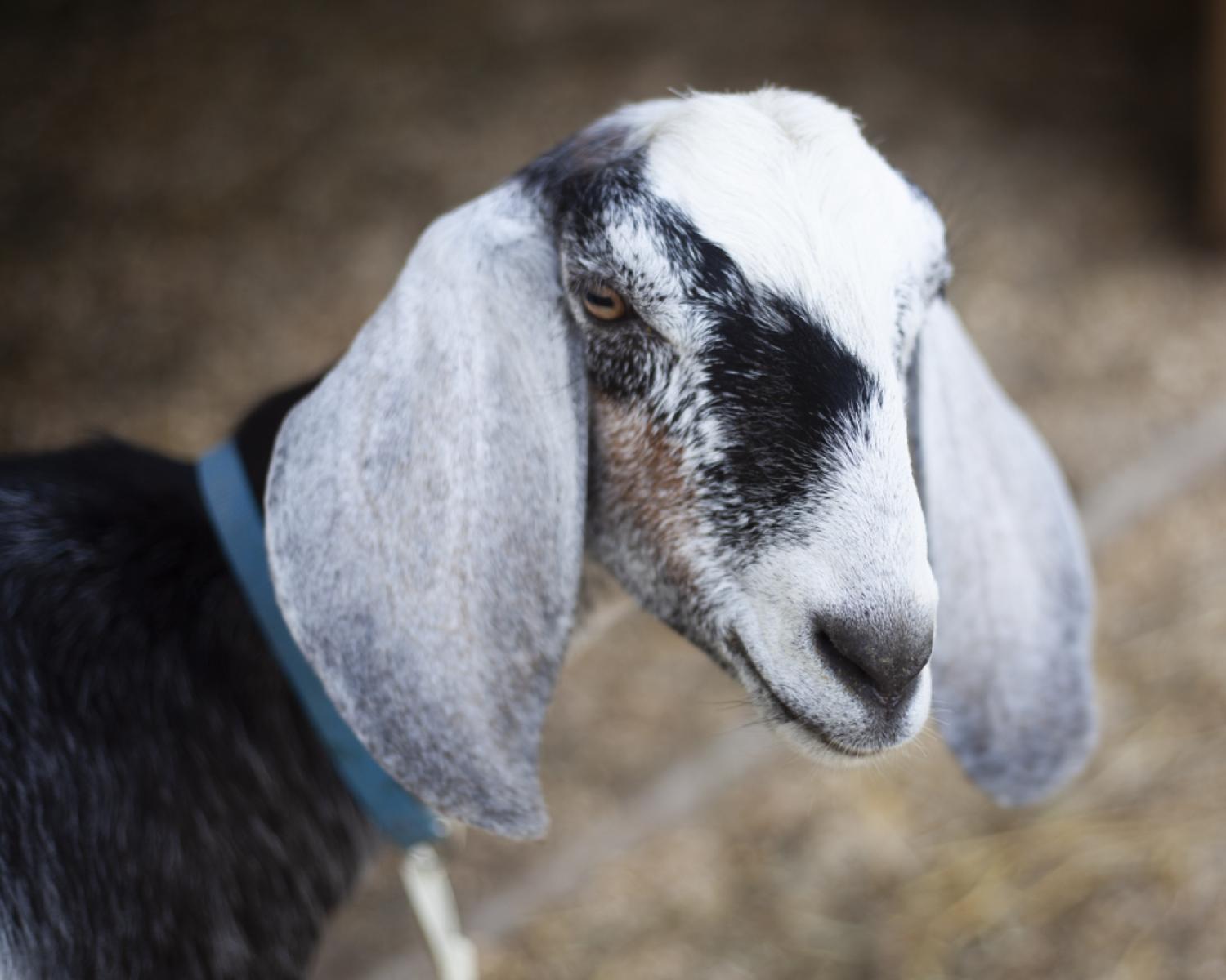 Goat Hikes