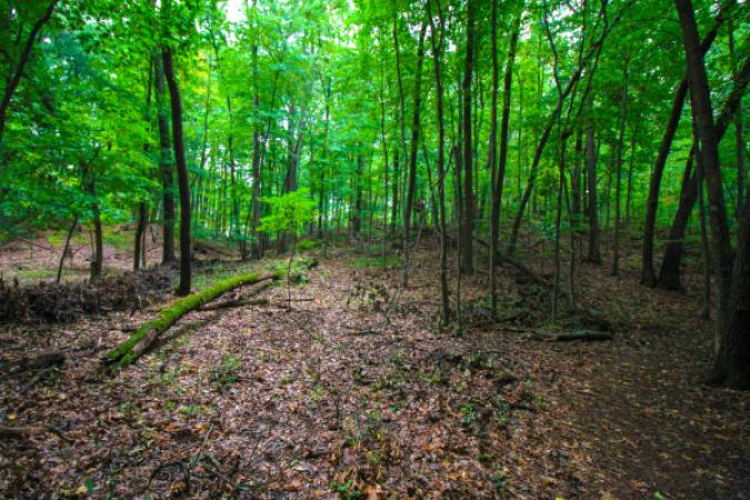 Knapp Valley Forest