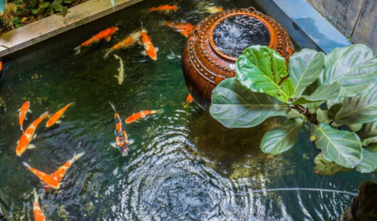 Blue Fish Aquarium