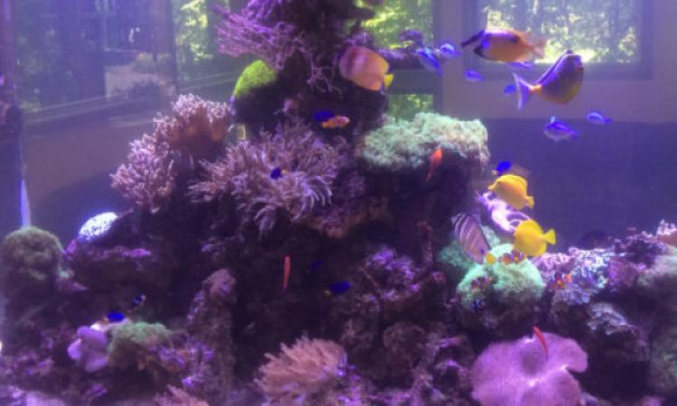 Watercolors Aquarium Gallery