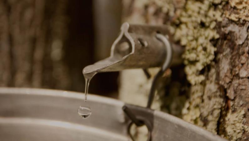 Maple syrup world