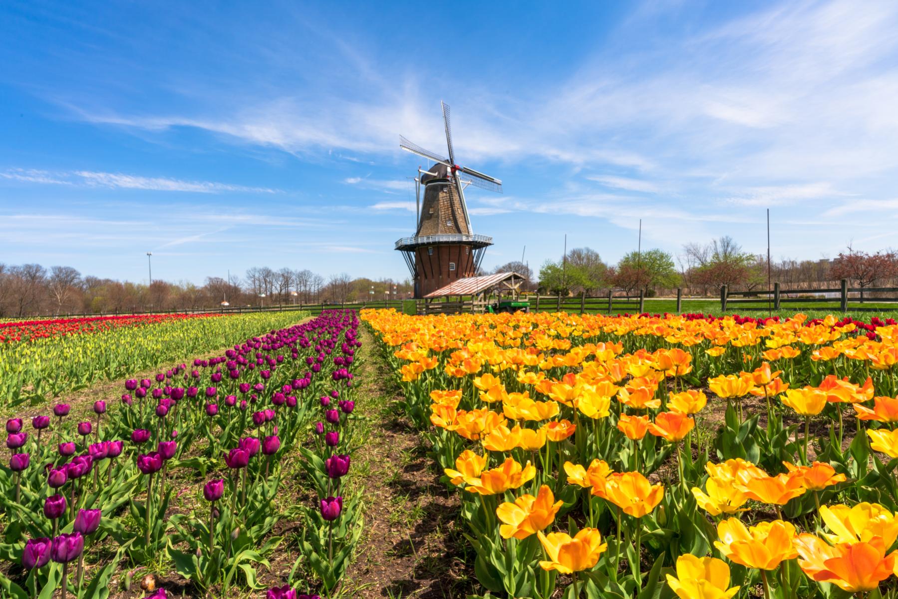 Tulip Time Festival 2026