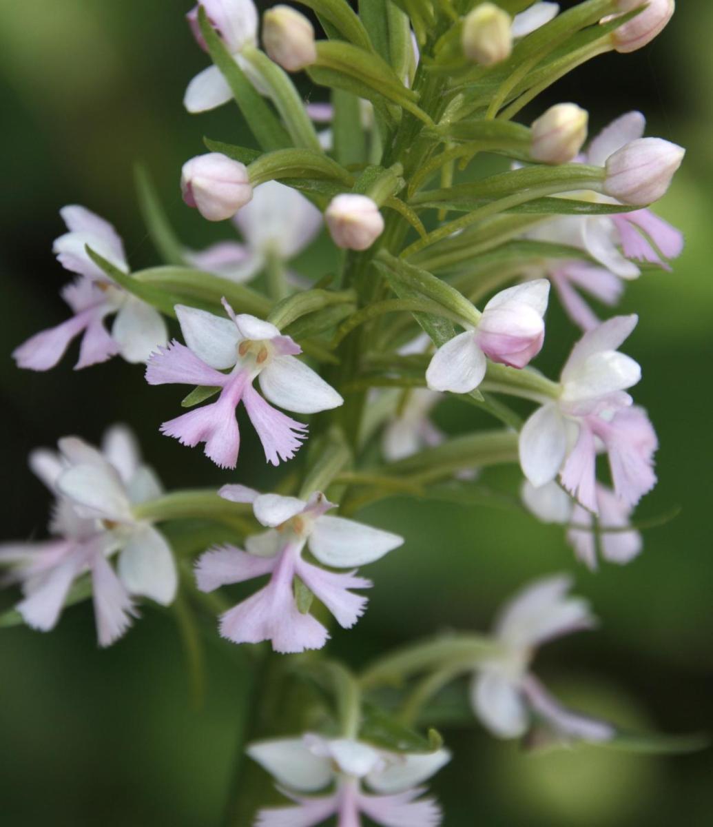 Michigan Native Orchids Program