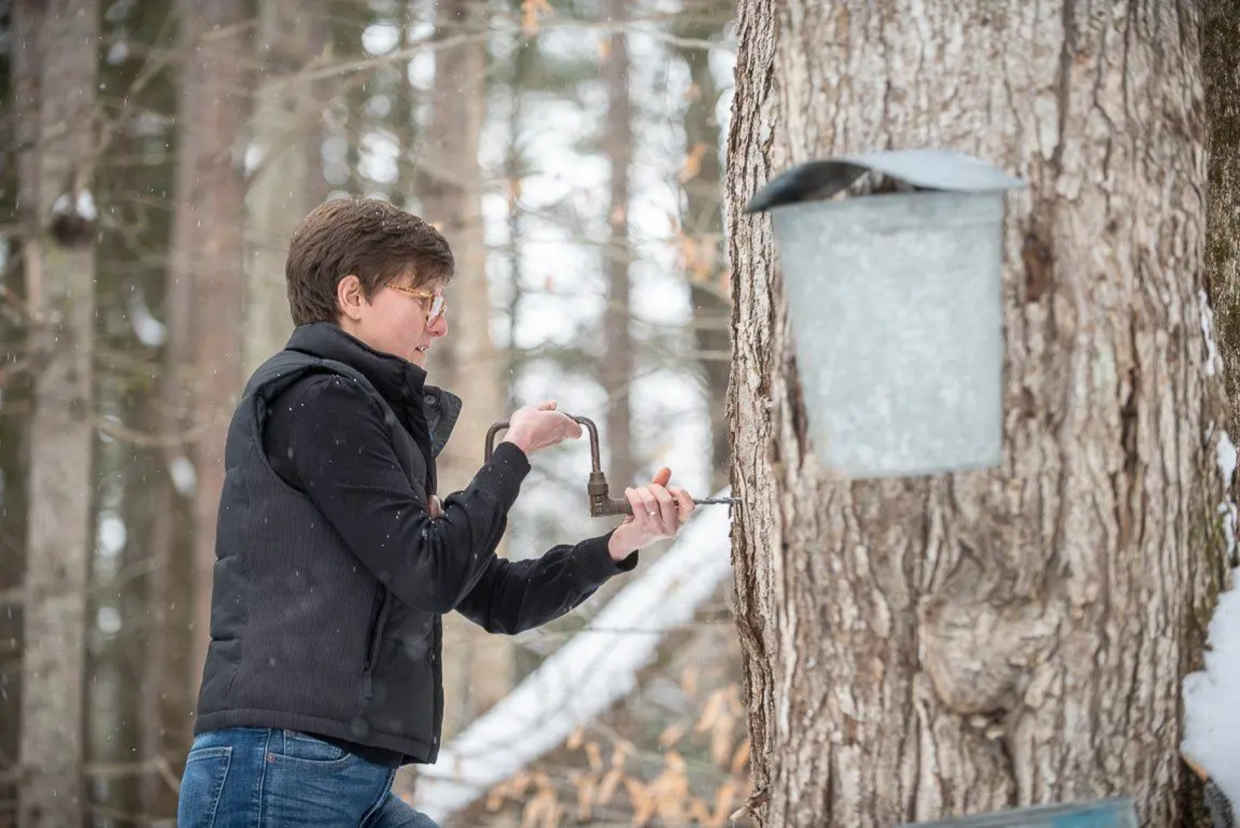 Backyard Sugaring