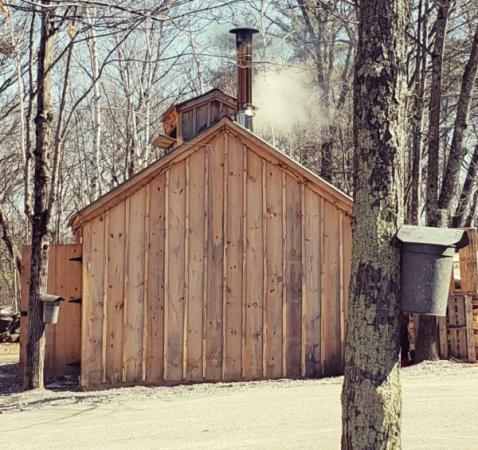 Ice Mountain Maple