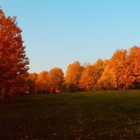 Golden Moment Farm