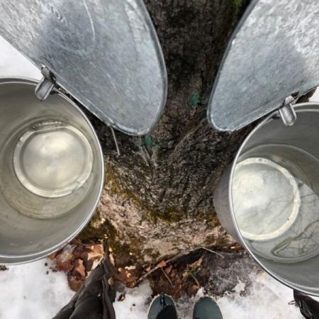 Hungry Bear Maple Syrup Farm