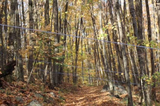 Maple Bluff Farm