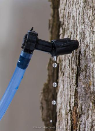 Ziibaakdakaan Maple Syrup
