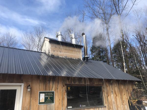 Young Maple Ridge Sugarhouse