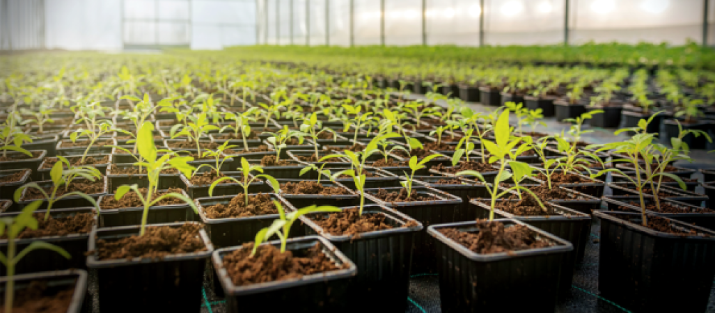 Somerville Nurseries