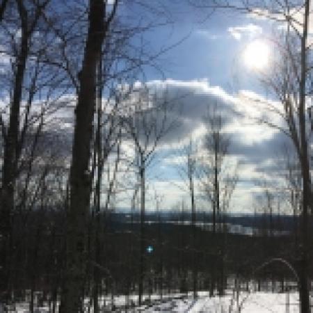 True Mountain Maple