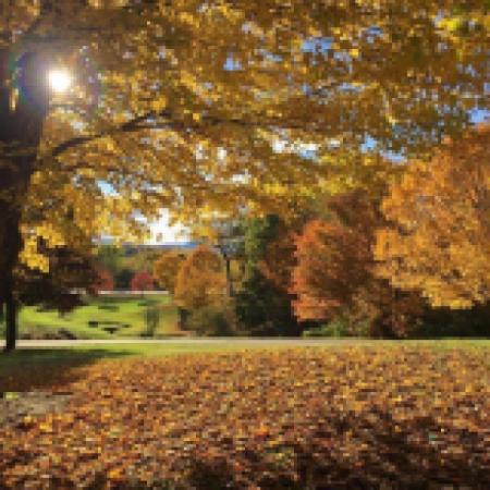 Twin Brook Maples