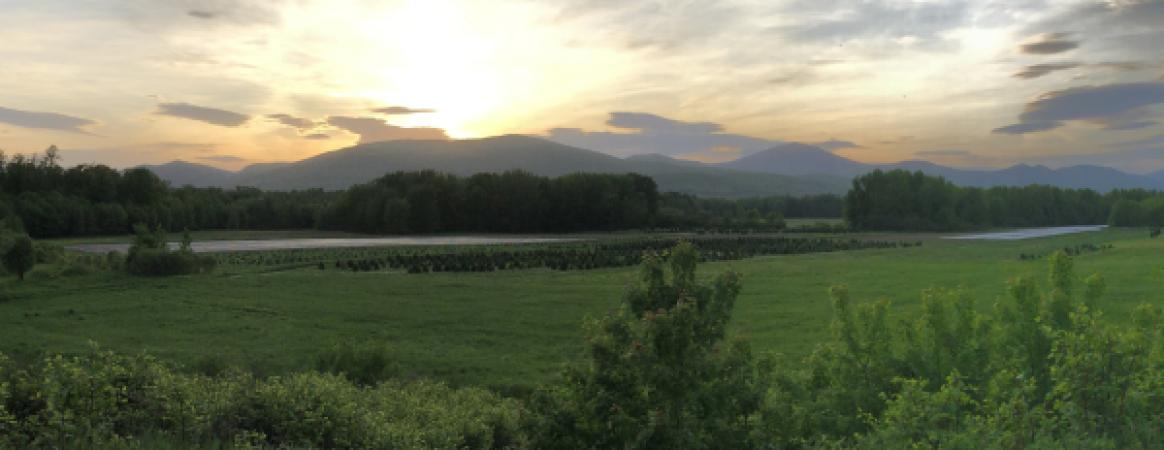 Weston's Farm