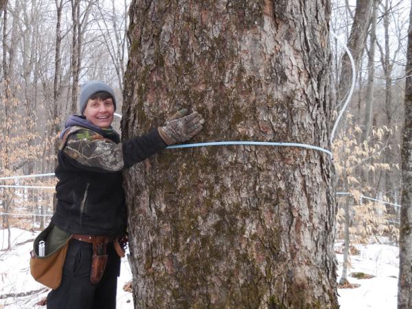 Dodges Mansion House Maple Syrup