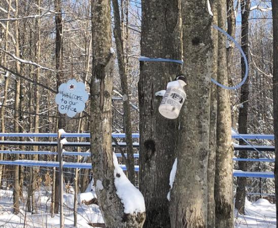 McKnight Family Maple