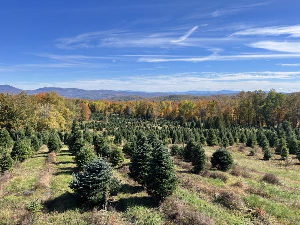 Pineberry Farm