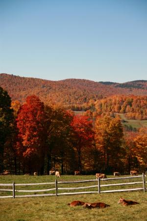 Spring Brook Farm