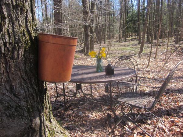 Dewy Medows Maple