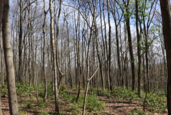 Chapman Mountain Nature Preserve