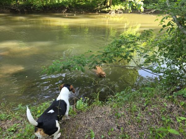 Limestone Creek Access Point
